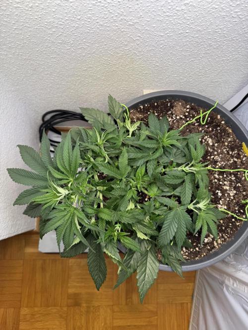 The Last Dance - Wizard Trees. Week 5