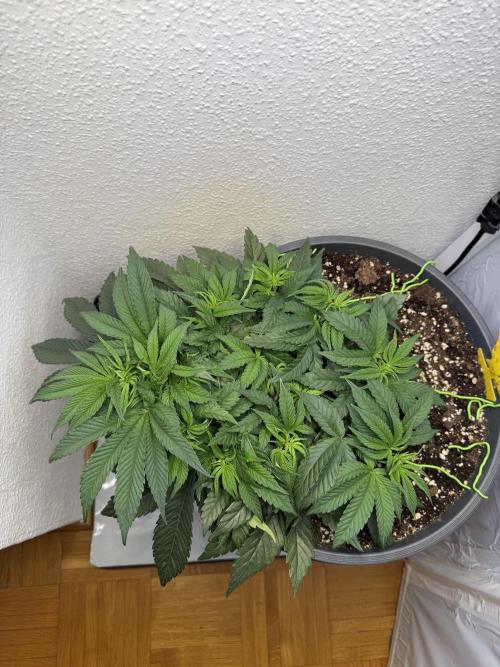 The Last Dance - Wizard Trees. Week 6