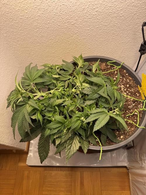 The Last Dance - Wizard Trees. Week 6
