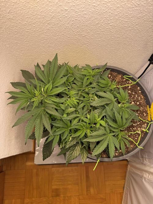 The Last Dance - Wizard Trees. Week 6