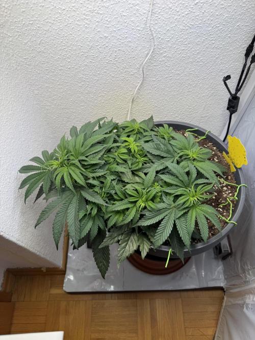 The Last Dance - Wizard Trees. Week 6