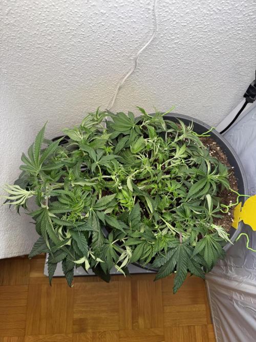 The Last Dance - Wizard Trees. Week 7