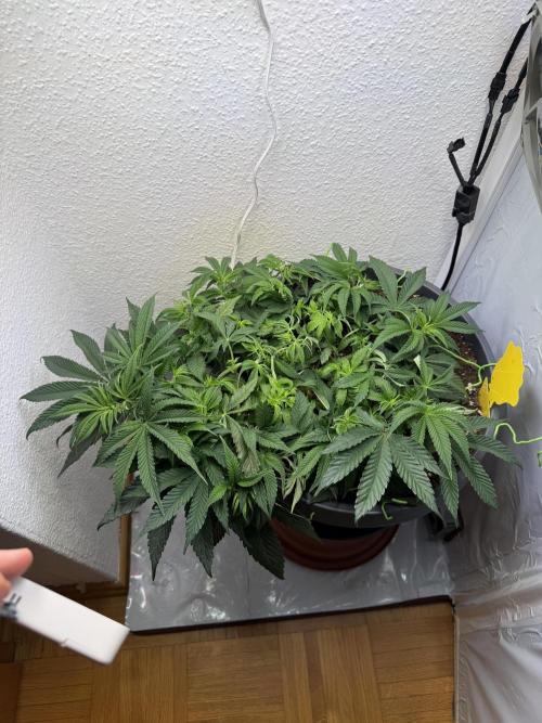 The Last Dance - Wizard Trees. Week 7