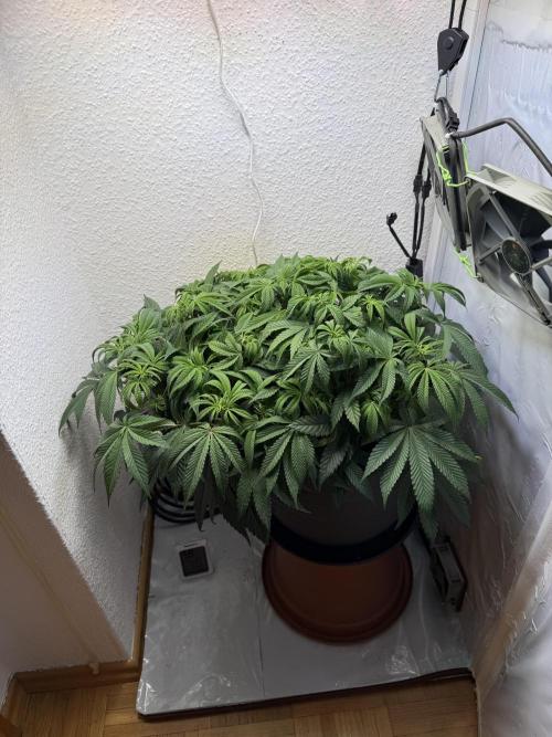The Last Dance - Wizard Trees. Week 8