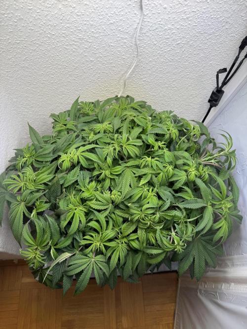 The Last Dance - Wizard Trees. Week 8