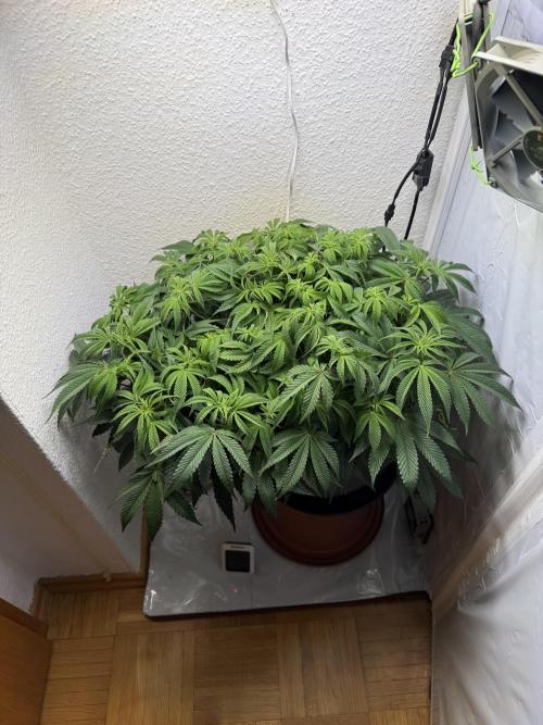 The Last Dance - Wizard Trees. Week 9