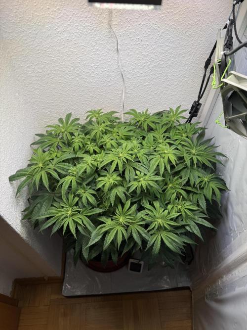 The Last Dance - Wizard Trees. Week 9