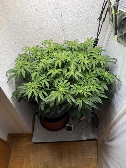 The Last Dance - Wizard Trees. Week 9