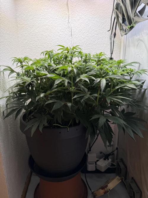 The Last Dance - Wizard Trees. Week 9