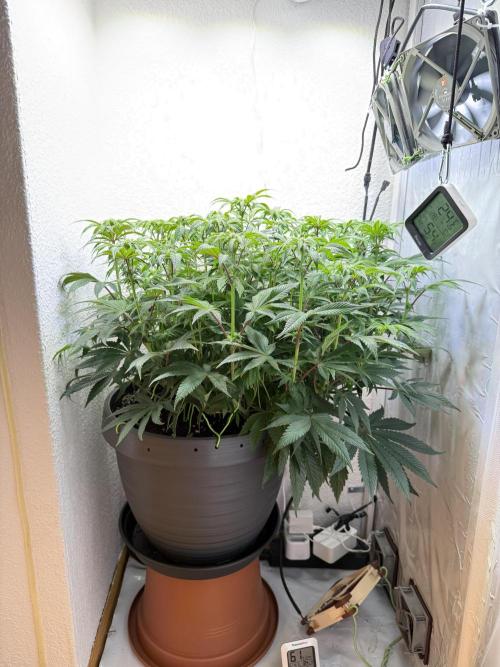 The Last Dance - Wizard Trees. Week 10