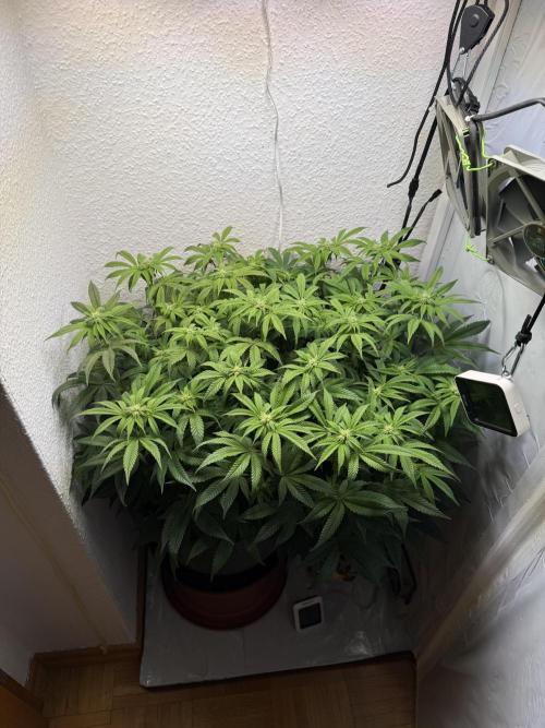 The Last Dance - Wizard Trees. Week 10