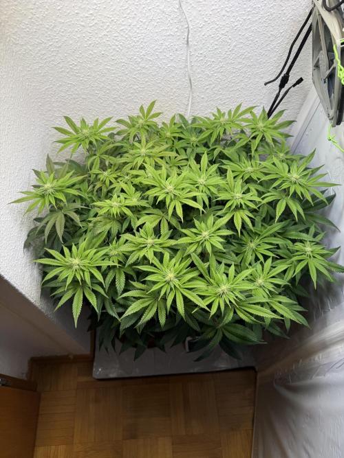 The Last Dance - Wizard Trees. Week 10