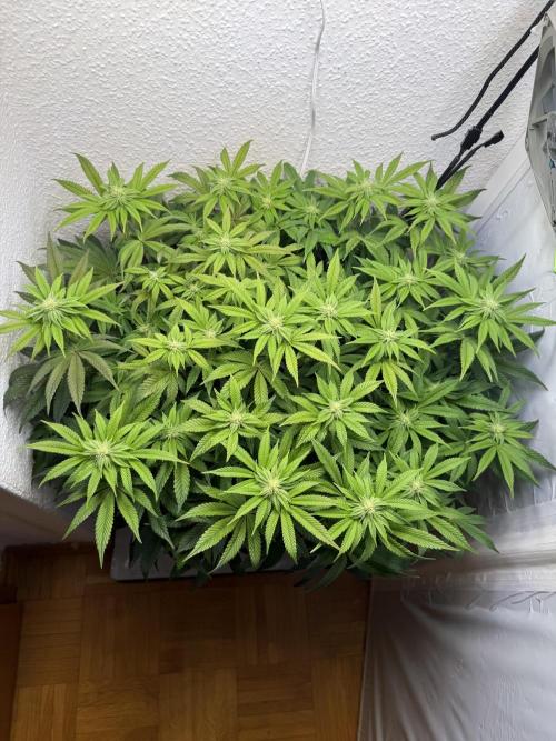 The Last Dance - Wizard Trees. Week 10