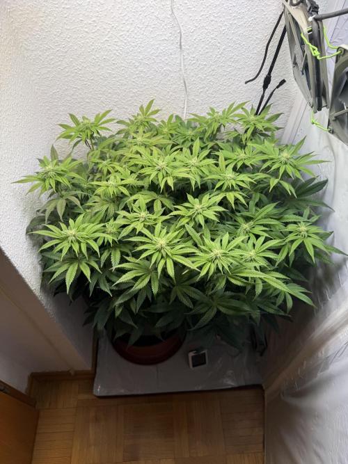 The Last Dance - Wizard Trees. Week 10