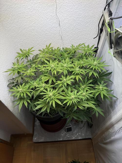 The Last Dance - Wizard Trees. Week 10