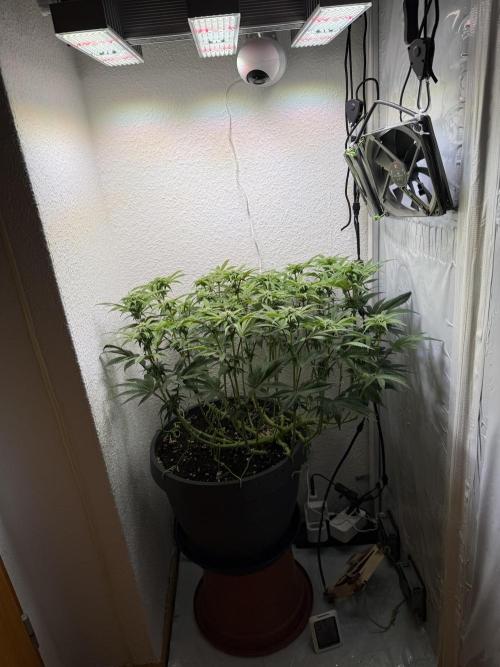 The Last Dance - Wizard Trees. Week 10