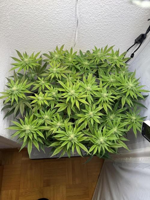 The Last Dance - Wizard Trees. Week 11