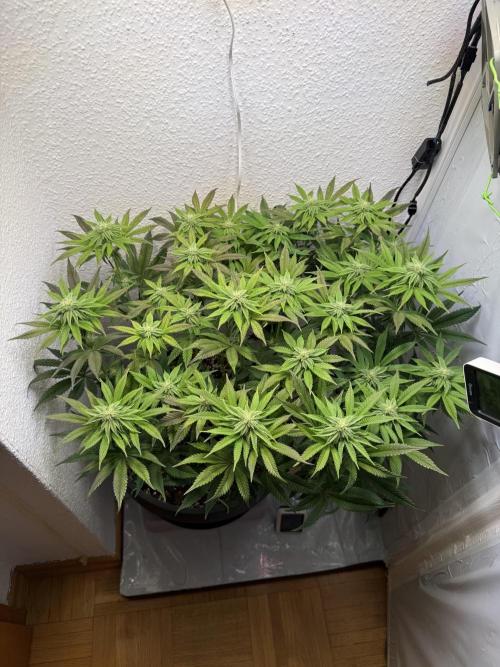 The Last Dance - Wizard Trees. Week 11