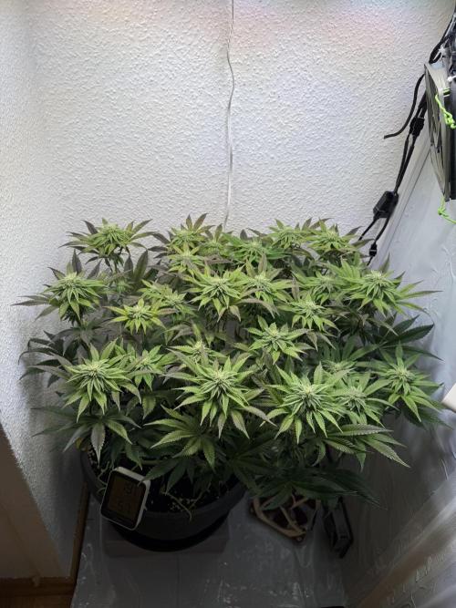 The Last Dance - Wizard Trees. Week 11