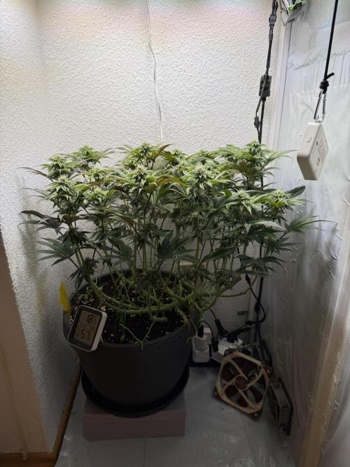 The Last Dance - Wizard Trees. Week 11