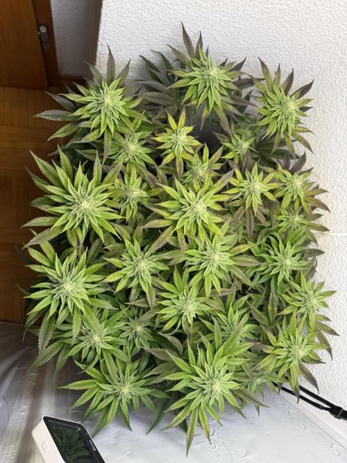 The Last Dance - Wizard Trees. Week 11