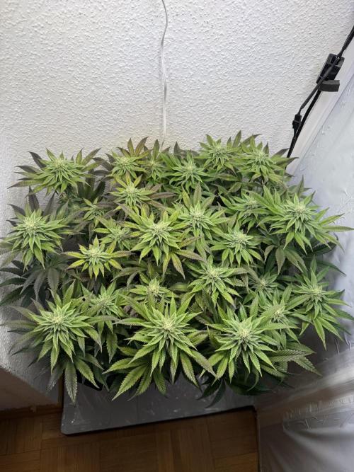 The Last Dance - Wizard Trees. Week 12