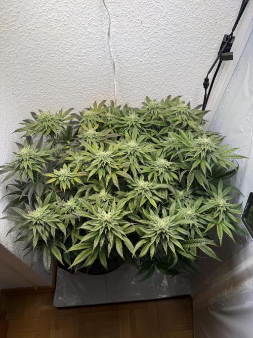 The Last Dance - Wizard Trees. Week 12