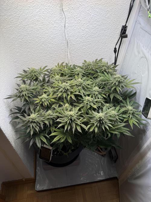 The Last Dance - Wizard Trees. Week 12