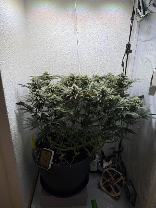 The Last Dance - Wizard Trees. Week 12