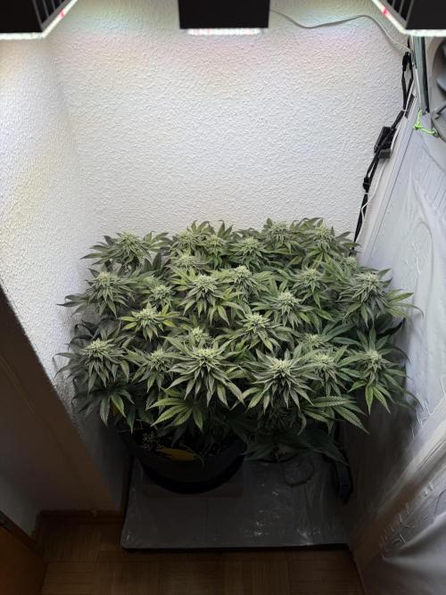 The Last Dance - Wizard Trees. Week 13