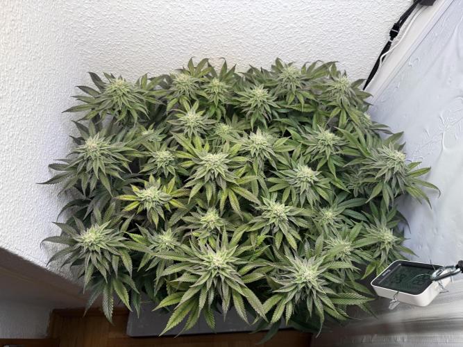 The Last Dance - Wizard Trees. Week 13