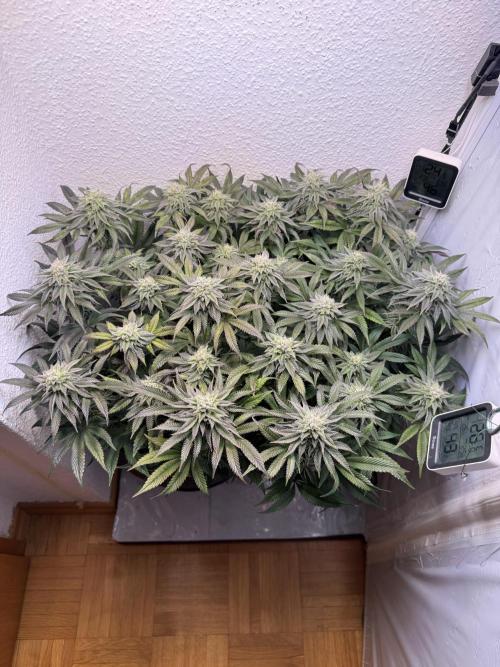 The Last Dance - Wizard Trees. Week 13