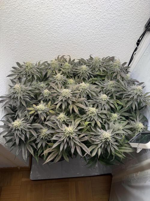 The Last Dance - Wizard Trees. Week 13