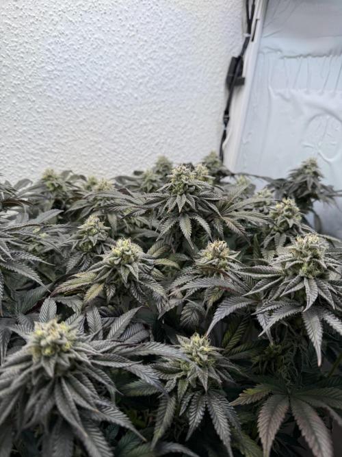 The Last Dance - Wizard Trees. Week 14