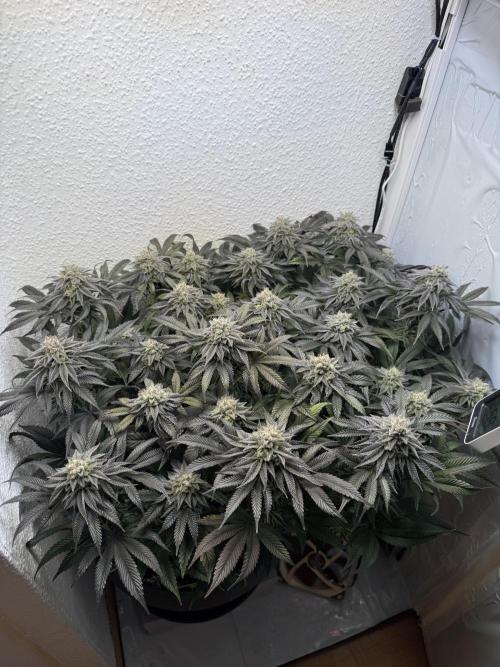 The Last Dance - Wizard Trees. Week 14