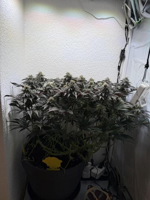 The Last Dance - Wizard Trees. Week 14