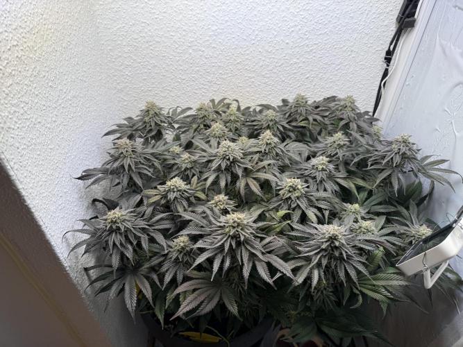 The Last Dance - Wizard Trees. Week 14