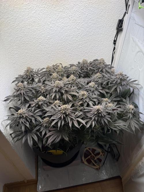The Last Dance - Wizard Trees. Week 15