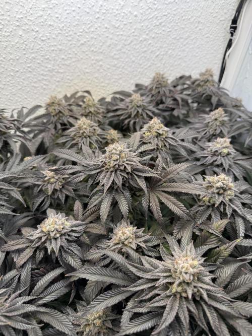 The Last Dance - Wizard Trees. Week 15
