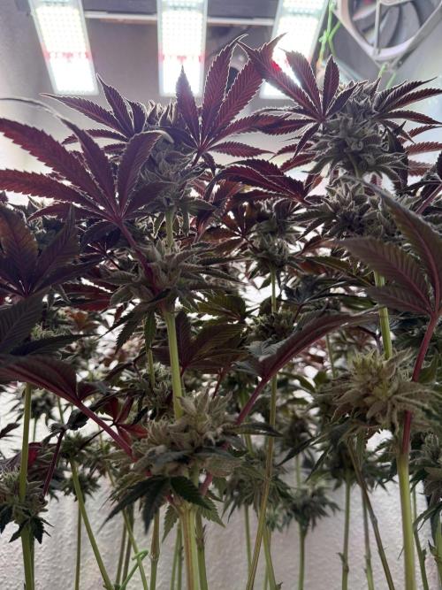 The Last Dance - Wizard Trees. Week 15