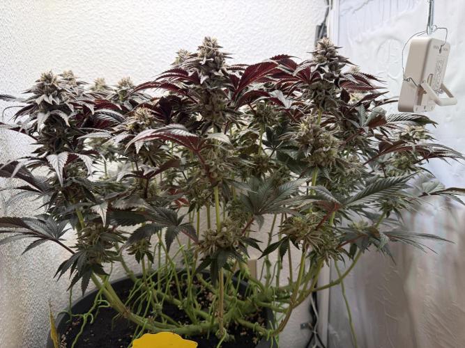 The Last Dance - Wizard Trees. Week 15