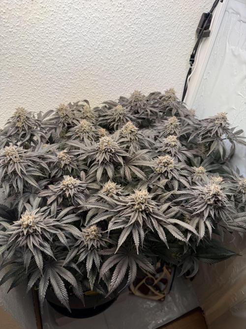 The Last Dance - Wizard Trees. Week 16