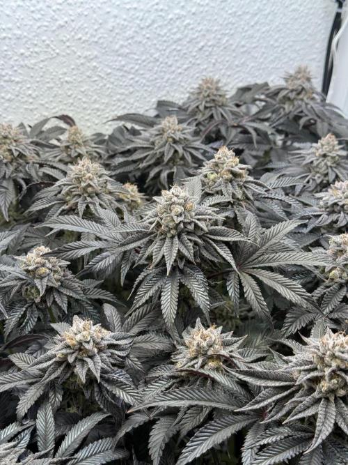 The Last Dance - Wizard Trees. Week 16