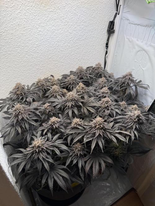 The Last Dance - Wizard Trees. Week 16