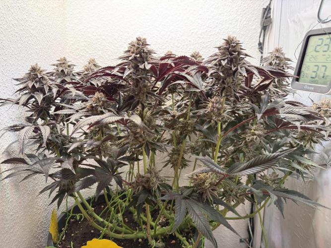 The Last Dance - Wizard Trees. Week 16