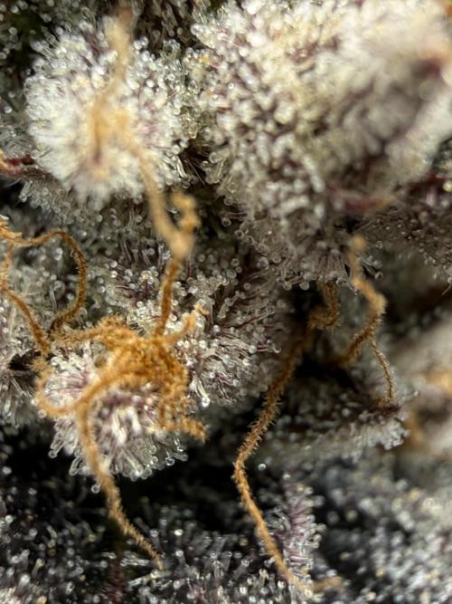 The Last Dance - Wizard Trees. Week 16