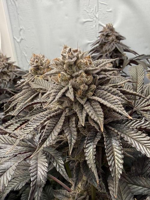 The Last Dance - Wizard Trees. Week 16