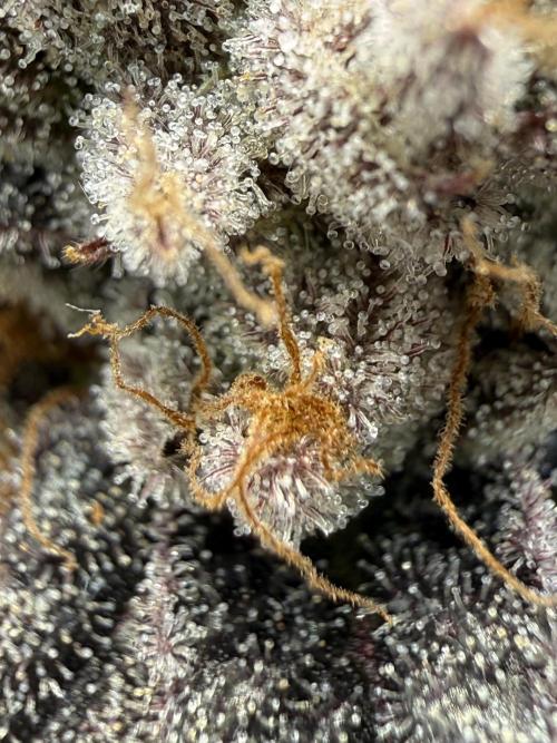The Last Dance - Wizard Trees. Week 17