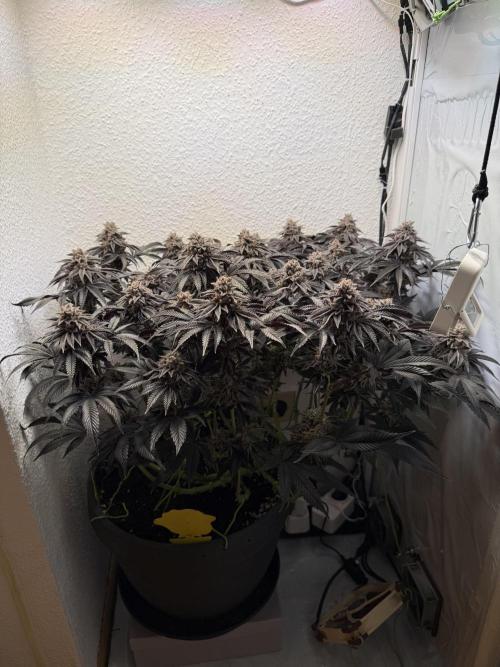 The Last Dance - Wizard Trees. Week 17