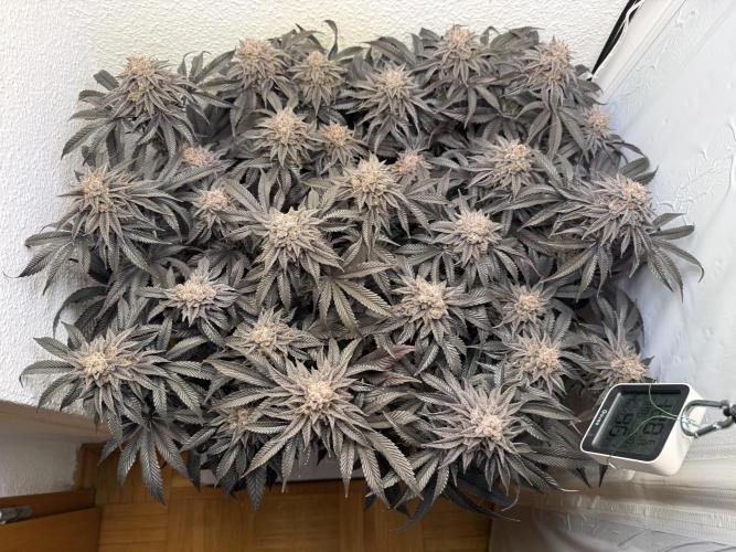 The Last Dance - Wizard Trees. Week 17